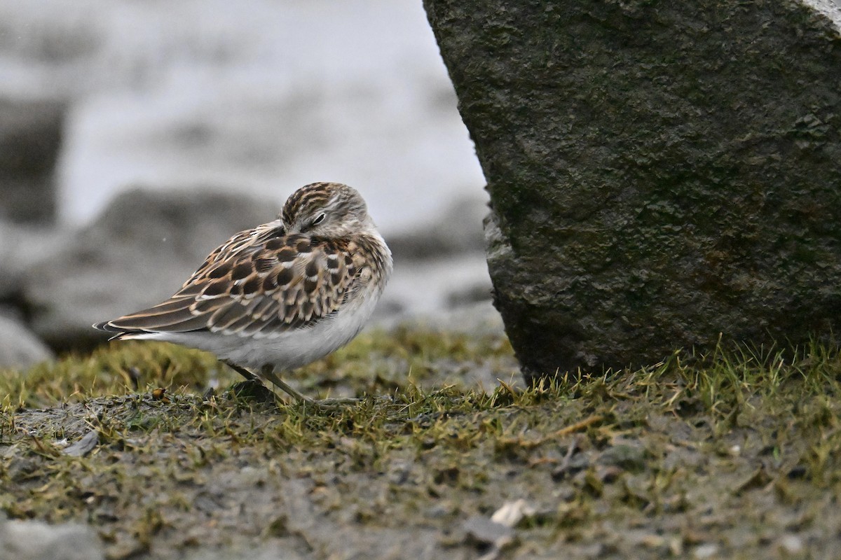 Least Sandpiper - ML640635987