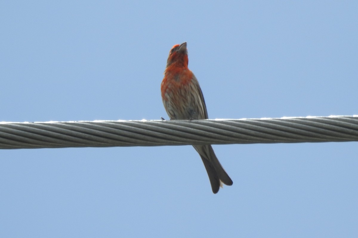 House Finch - ML640636011