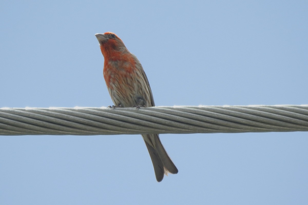House Finch - ML640636012