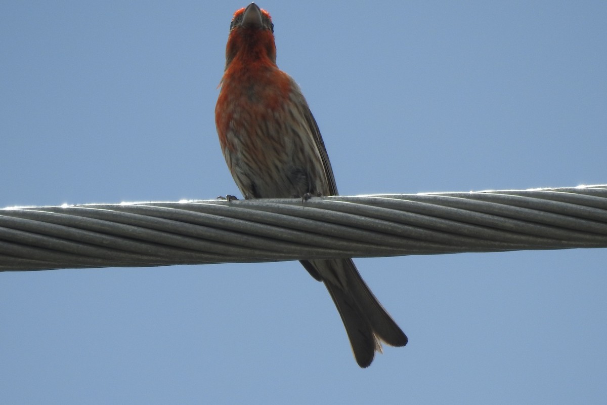 House Finch - ML640636013
