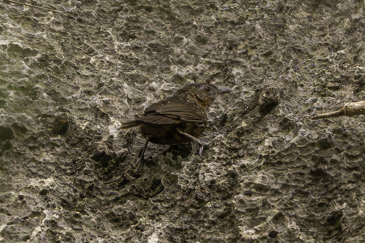 Rufous Limestone Babbler - ML640636023