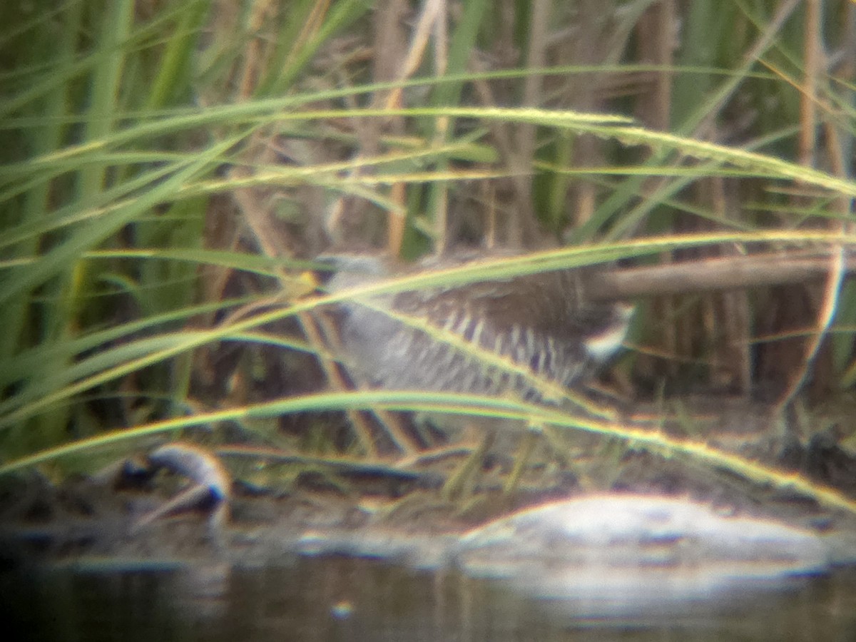 Carolinasumpfhuhn - ML640636031