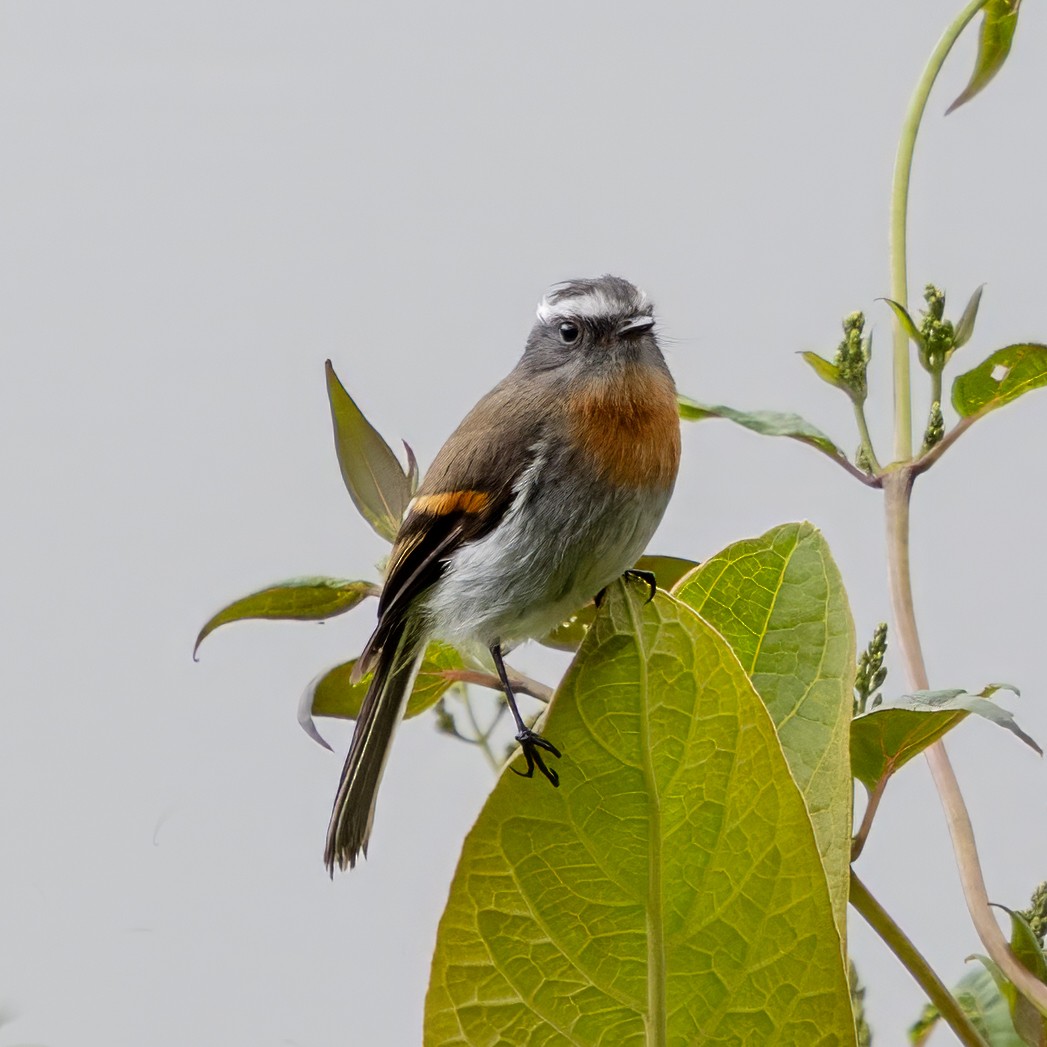 Rufous-breasted Chat-Tyrant - ML640636062