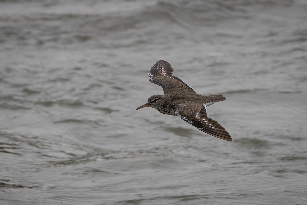 Spotted Sandpiper - ML640636064