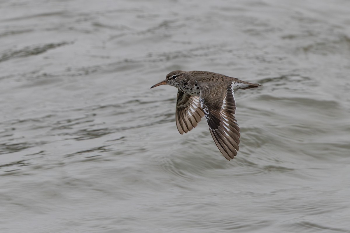 Spotted Sandpiper - ML640636065
