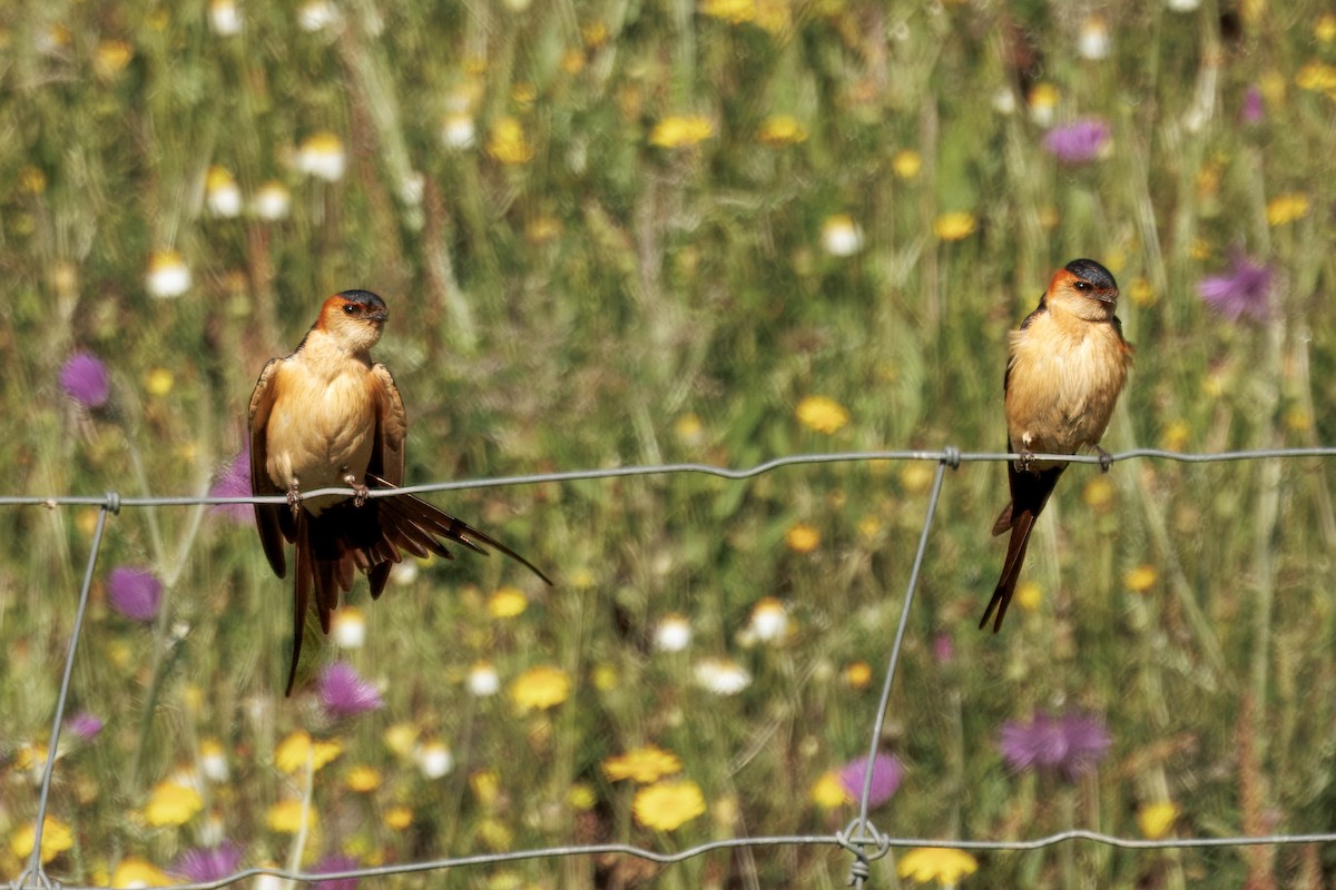 European Red-rumped Swallow - ML640636081