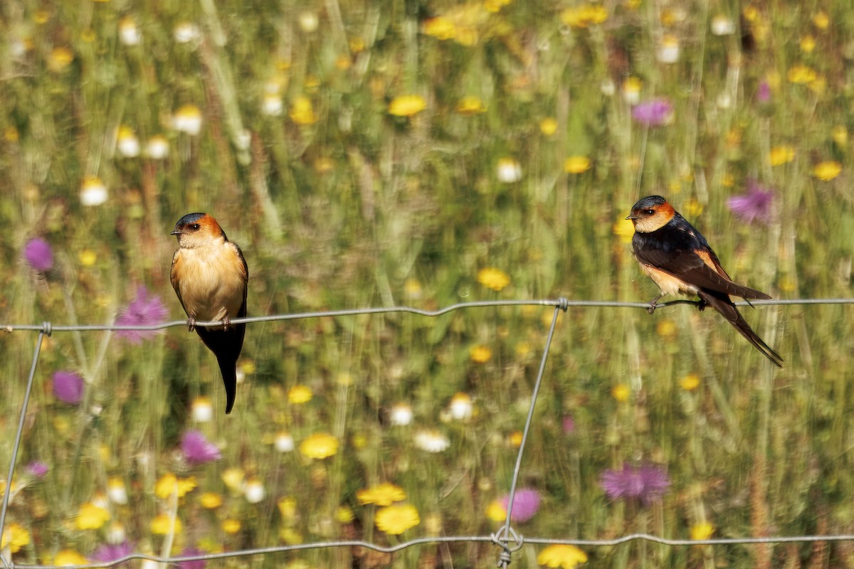 European Red-rumped Swallow - ML640636082
