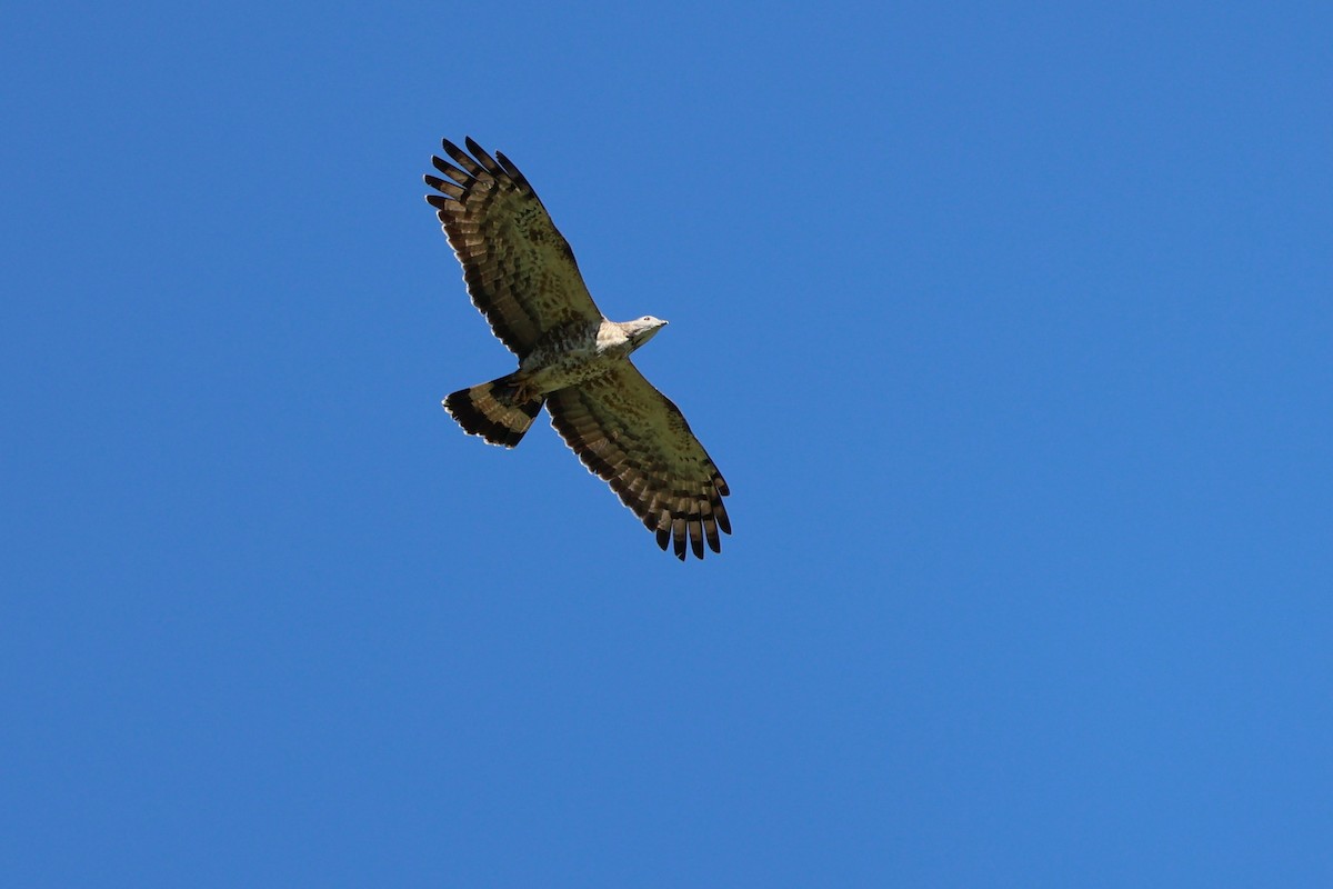 Oriental Honey-buzzard (Northern) - ML640636127