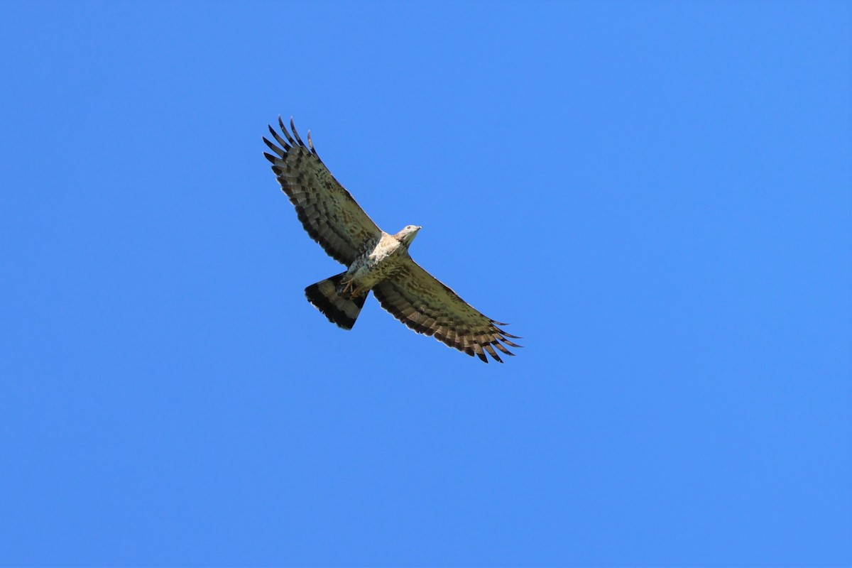 Oriental Honey-buzzard (Northern) - ML640636128