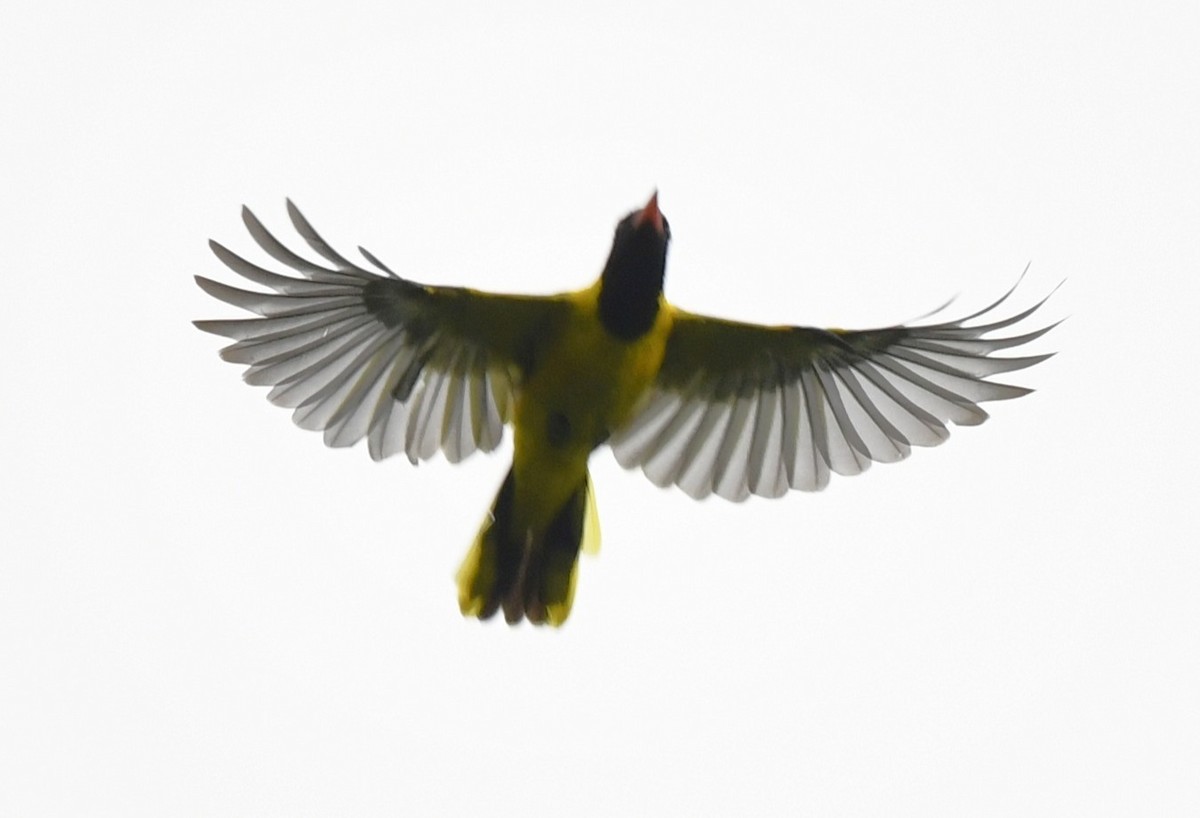 Black-winged Oriole - ML640636168