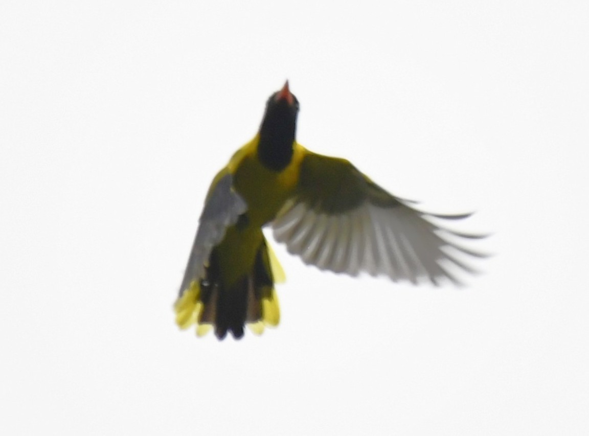 Black-winged Oriole - ML640636170
