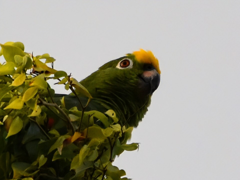 Yellow-crowned Amazon - ML640636177
