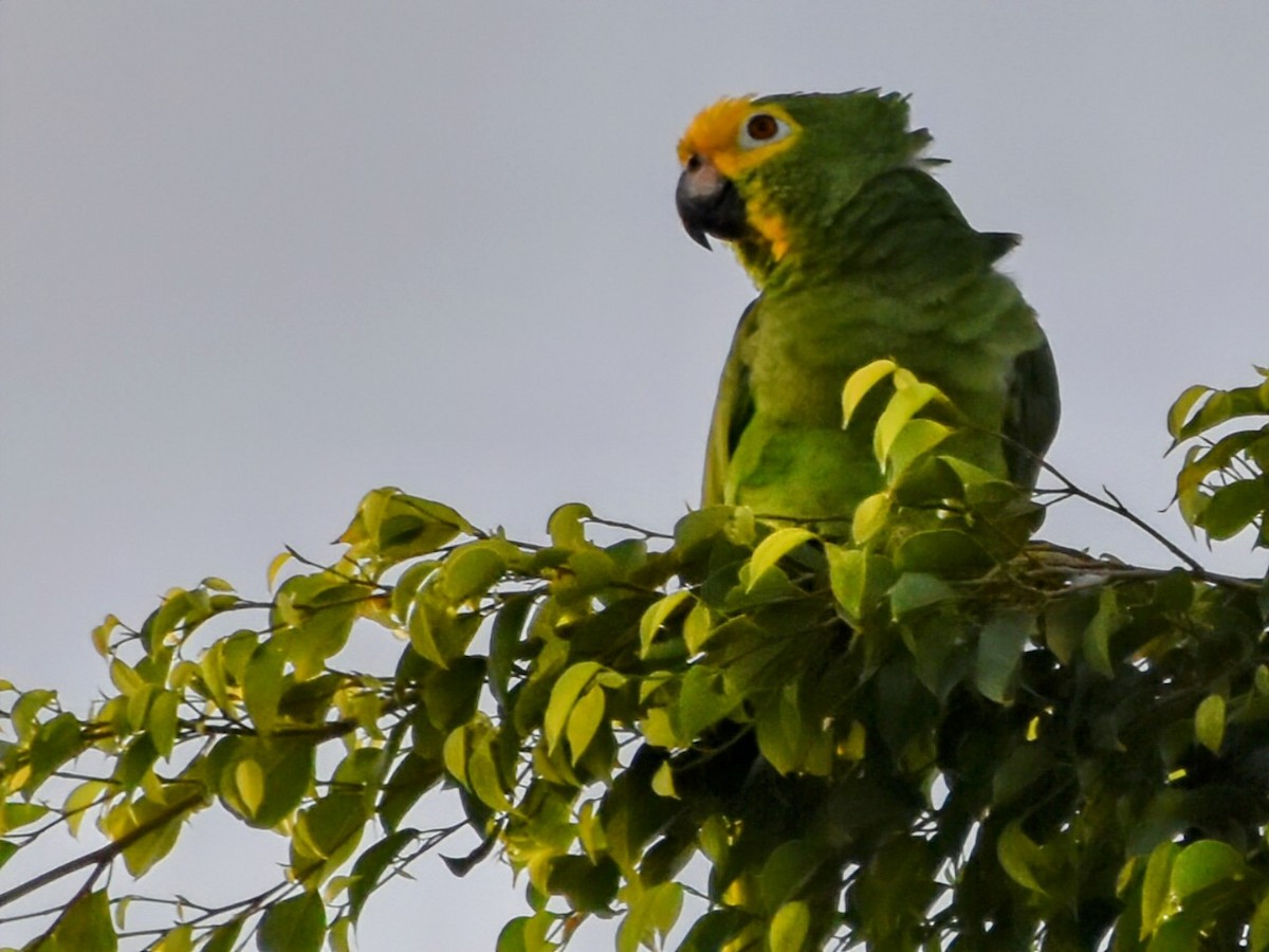 Yellow-crowned Amazon - ML640636178