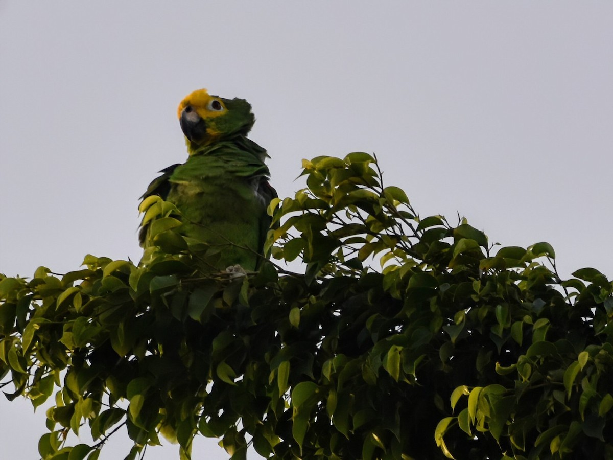 Yellow-crowned Amazon - ML640636179