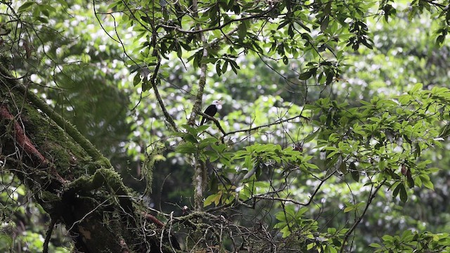 Taiwan Thrush - ML640636212