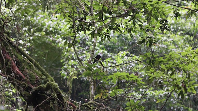 Taiwan Thrush - ML640636213