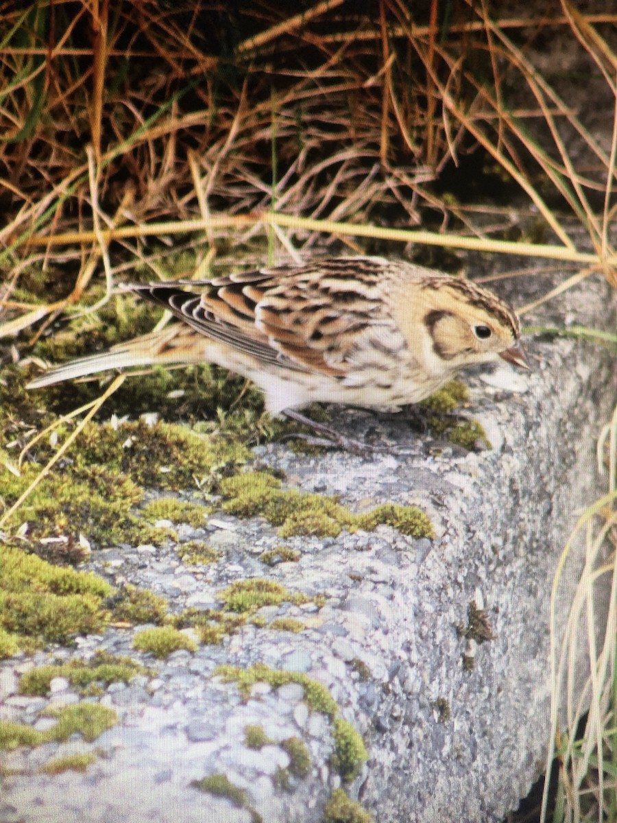 Буулгат хөмрөг - ML640636218