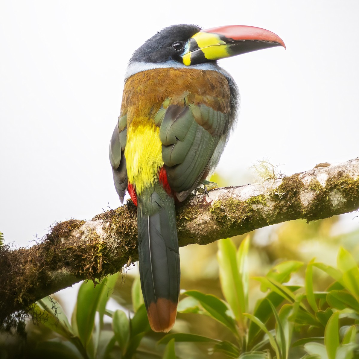 Gray-breasted Mountain-Toucan - ML640636289