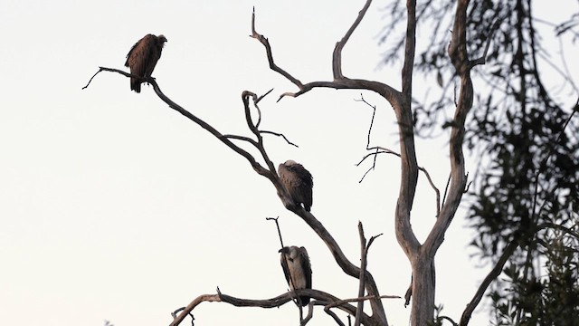White-backed Vulture - ML640636299