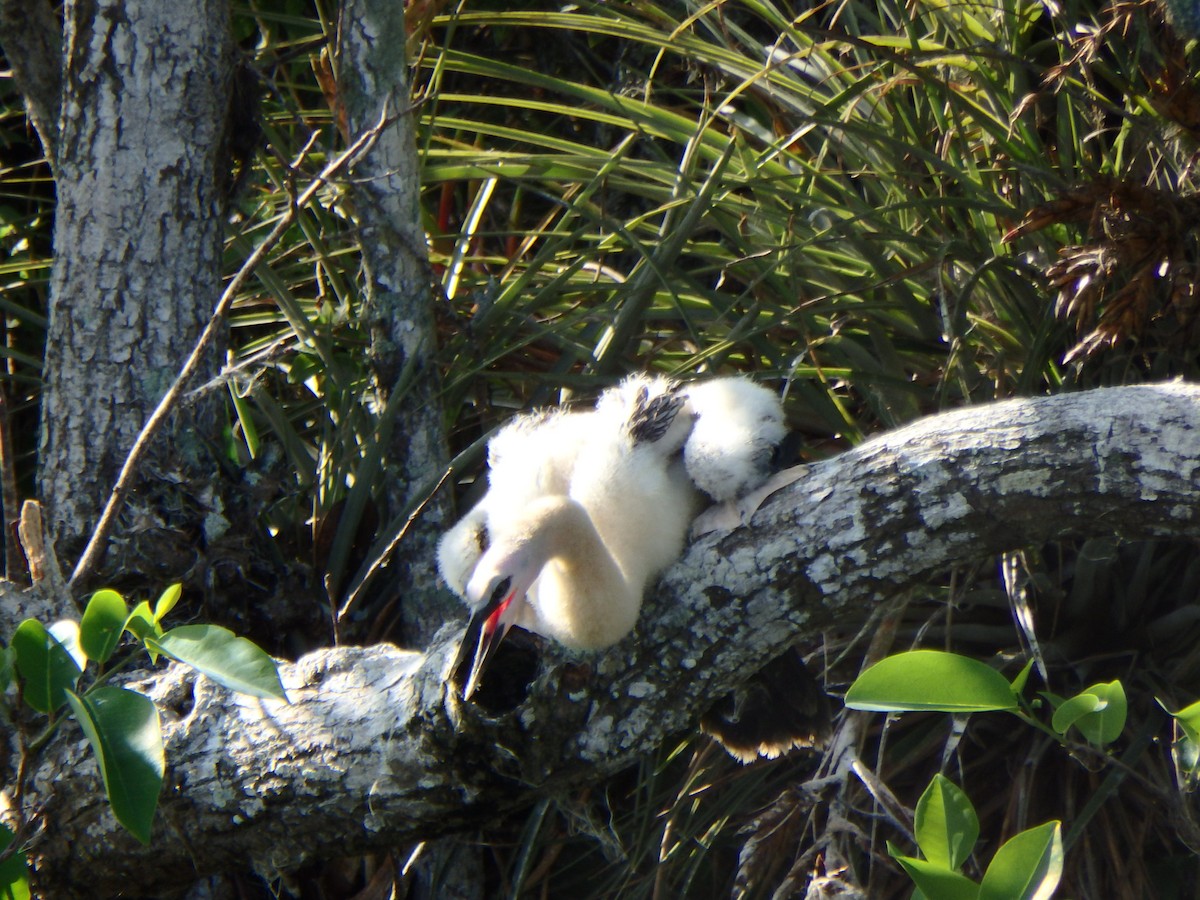Anhinga - ML640636317