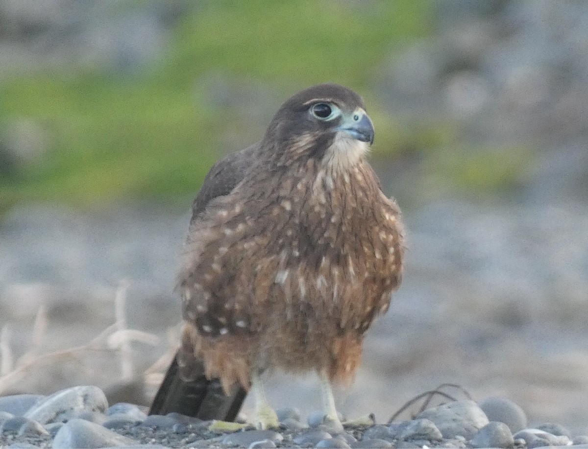 maorifalk - ML640636323