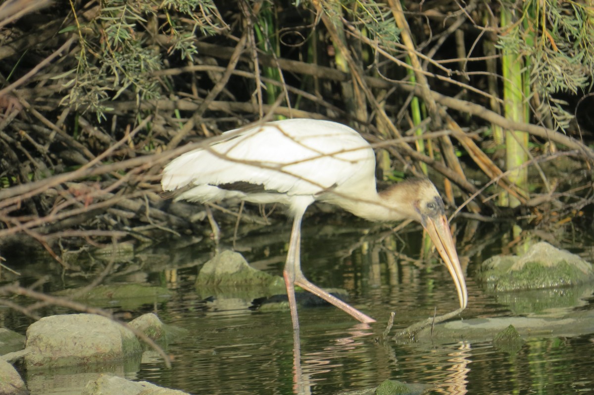 Wood Stork - ML640636327