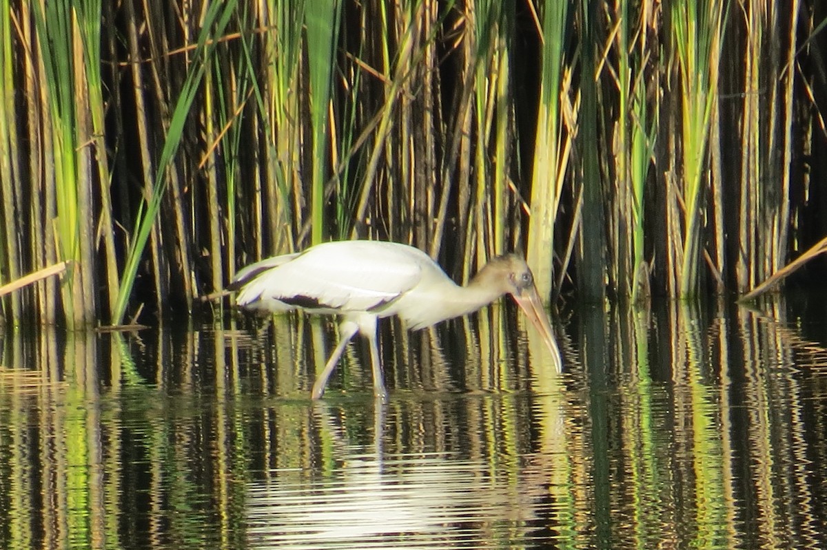 Wood Stork - ML640636328