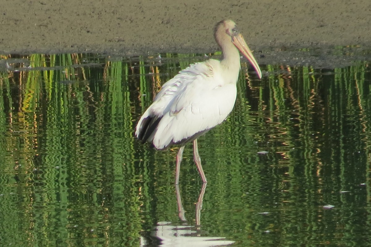 Wood Stork - ML640636329