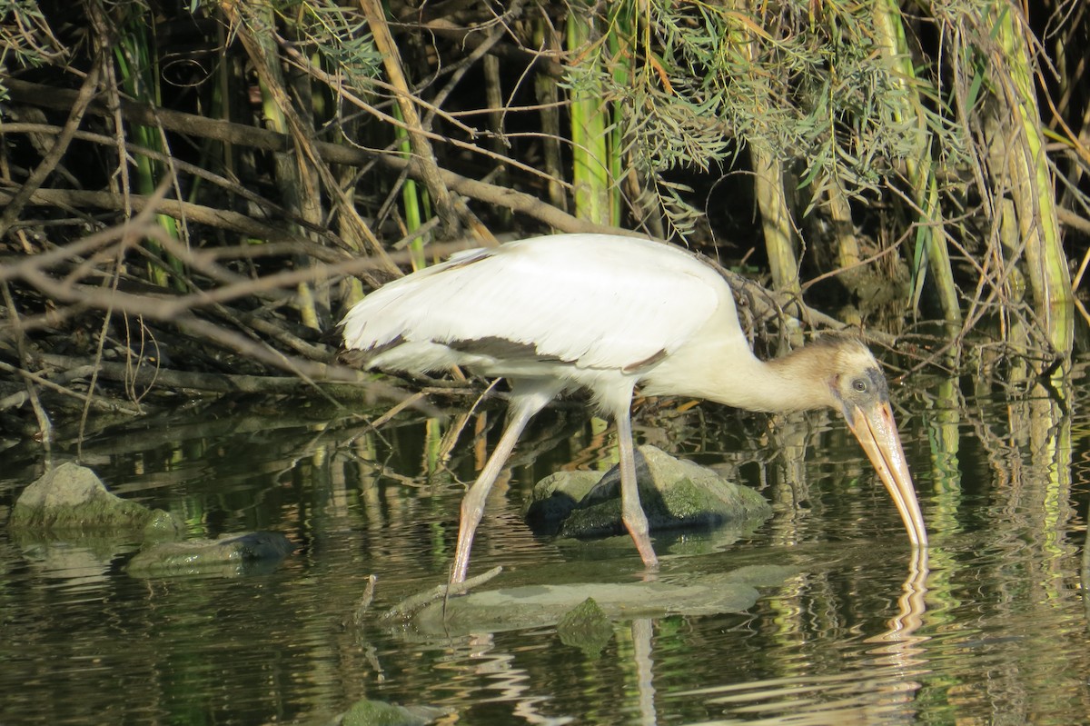 Wood Stork - ML640636331