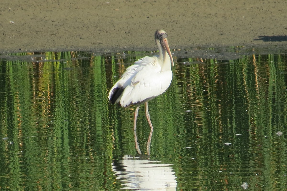 Wood Stork - ML640636332