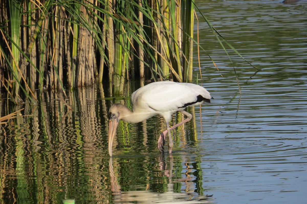 Wood Stork - ML640636333