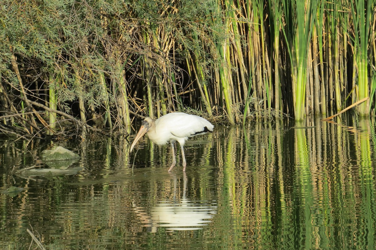 Wood Stork - ML640636335