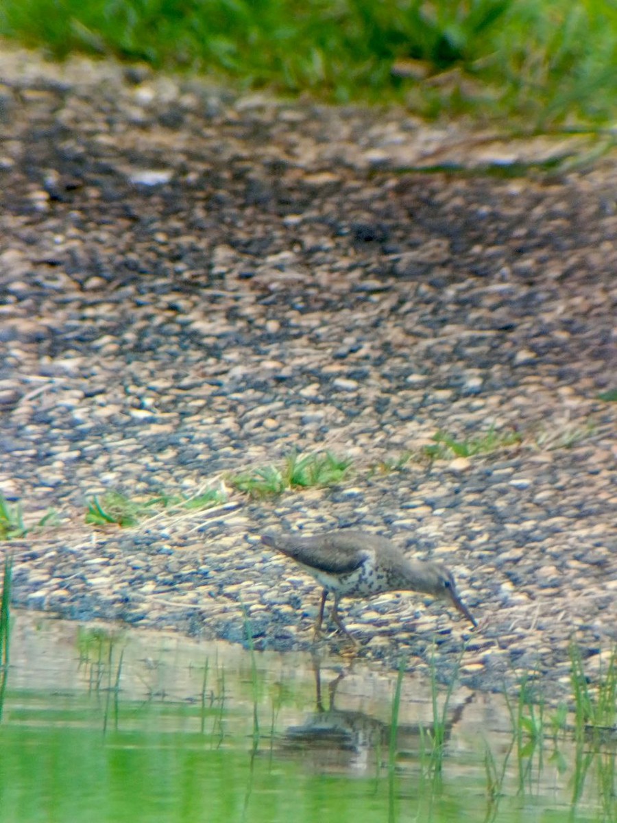 Piro piro macchiato - ML640636447