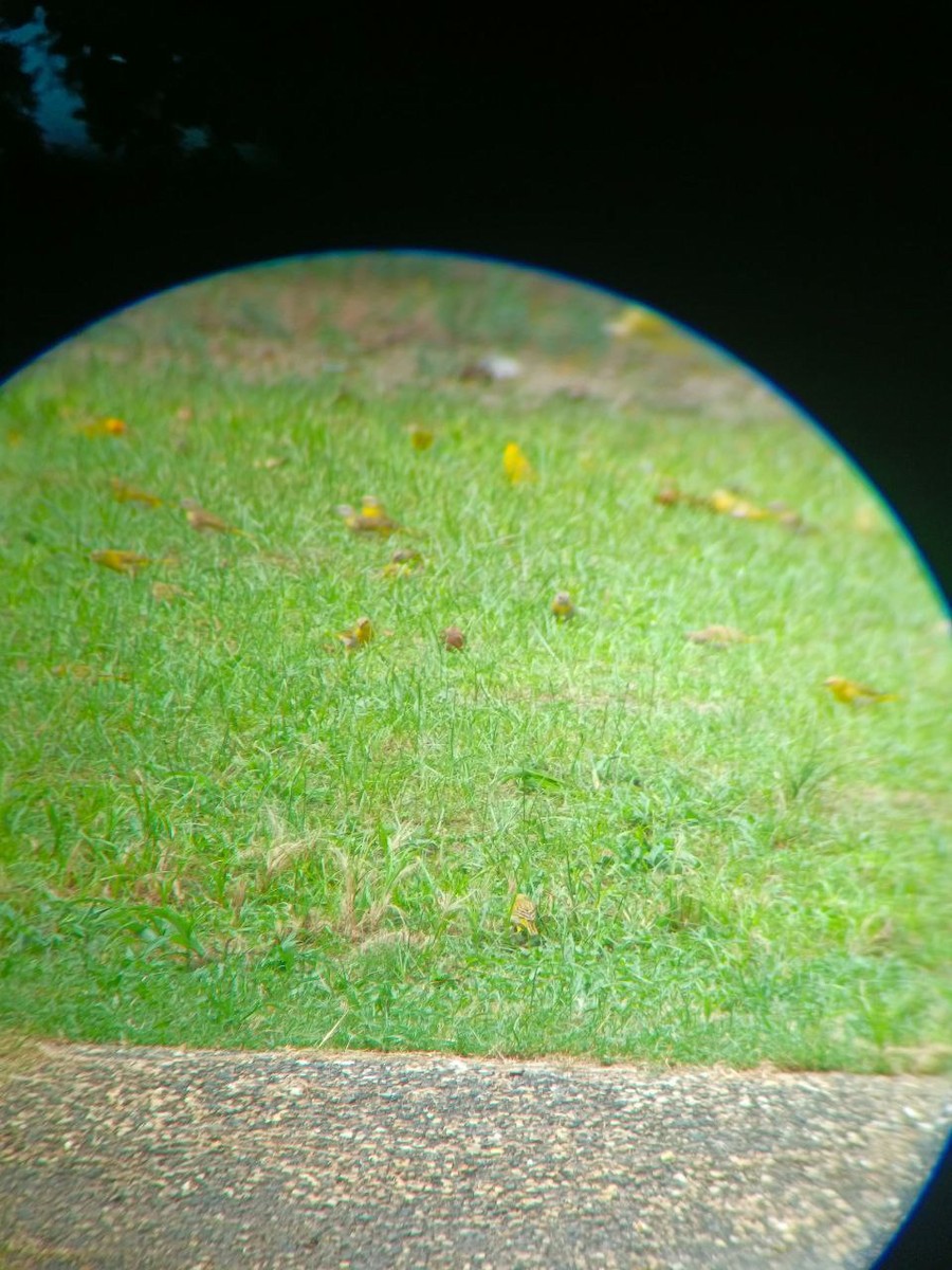 Saffron Finch - ML640636454