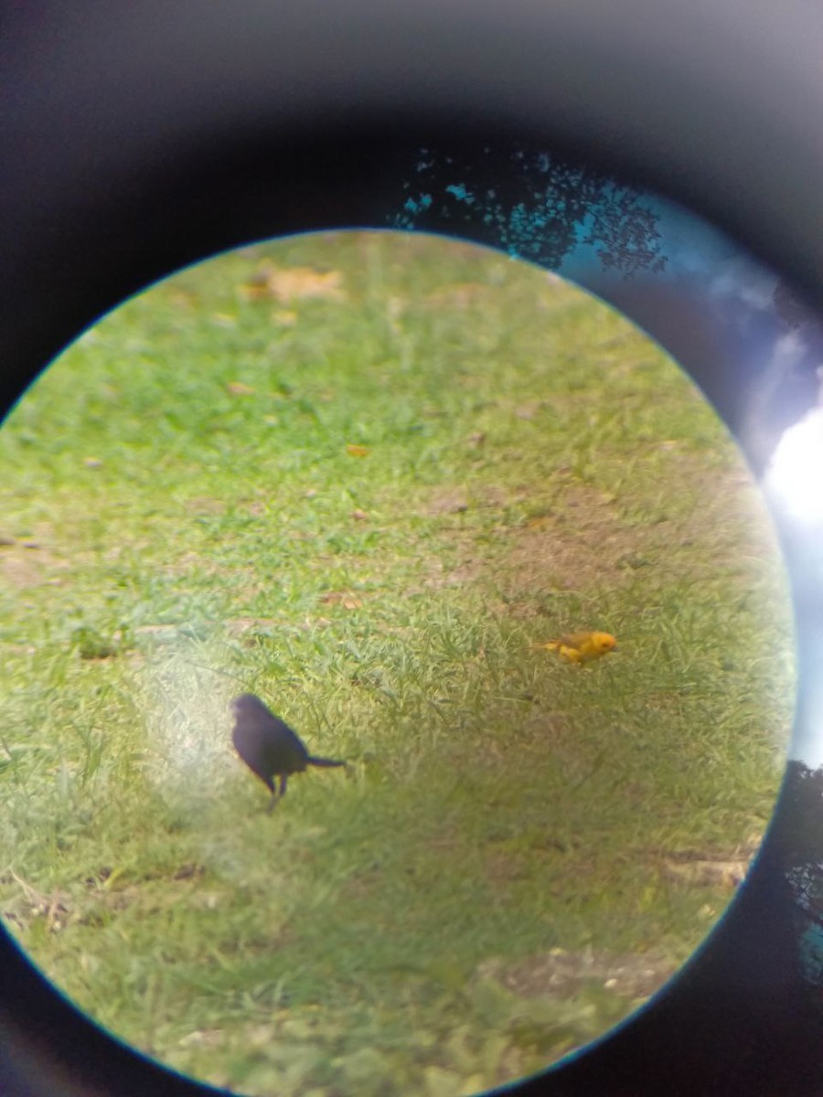 Carib Grackle - ML640636477