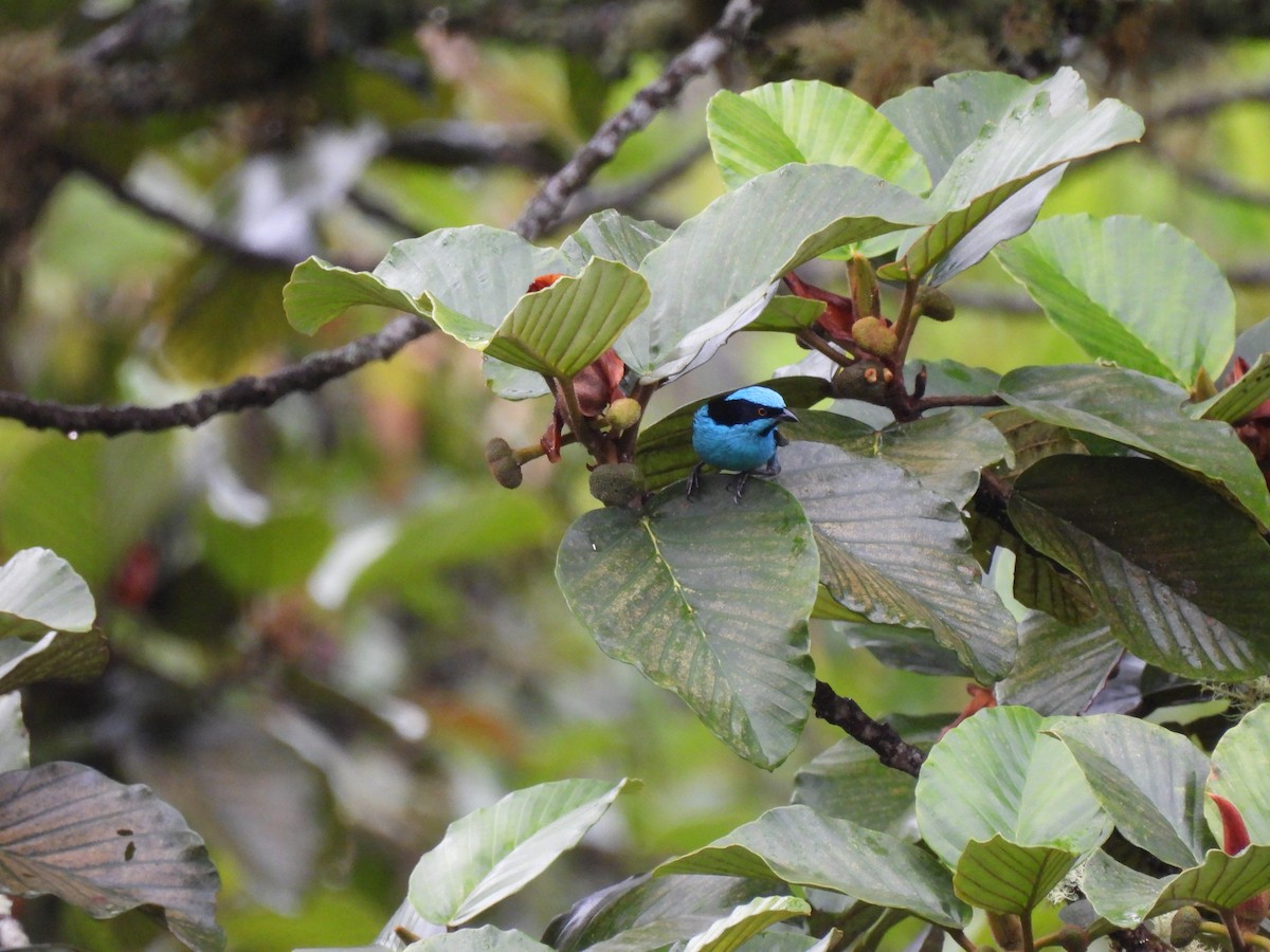 Turquoise Dacnis - ML640636773