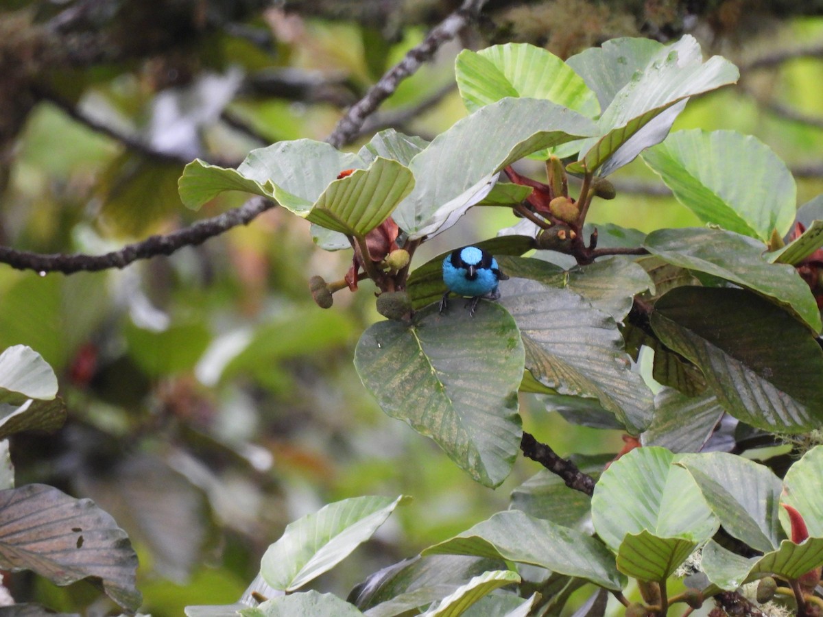 Turquoise Dacnis - ML640636774