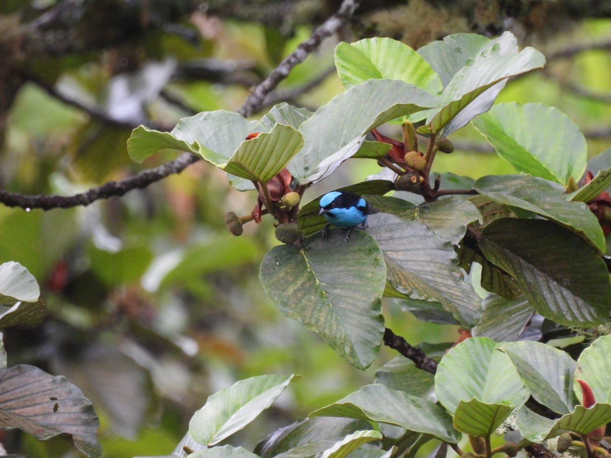 Turquoise Dacnis - ML640636775