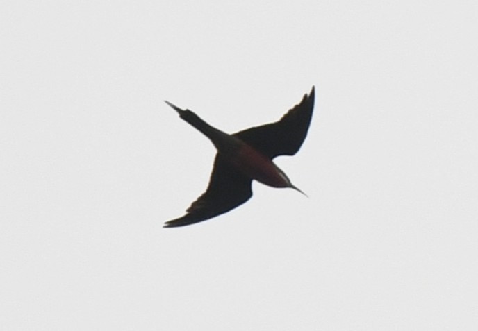 Rosy Bee-eater - ML640636809