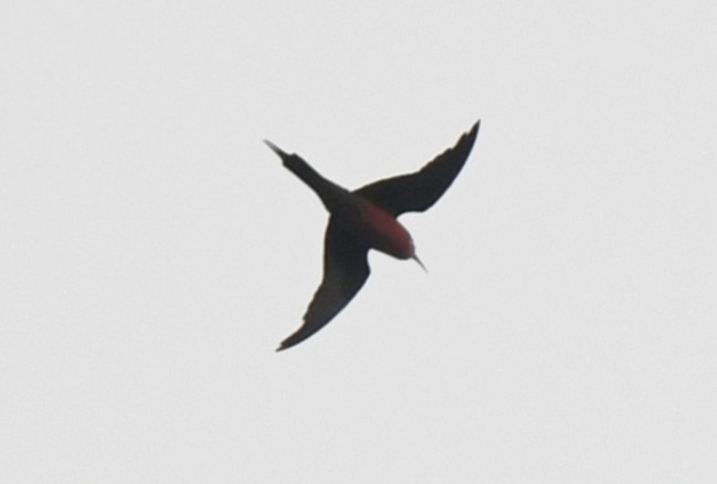 Rosy Bee-eater - ML640636812