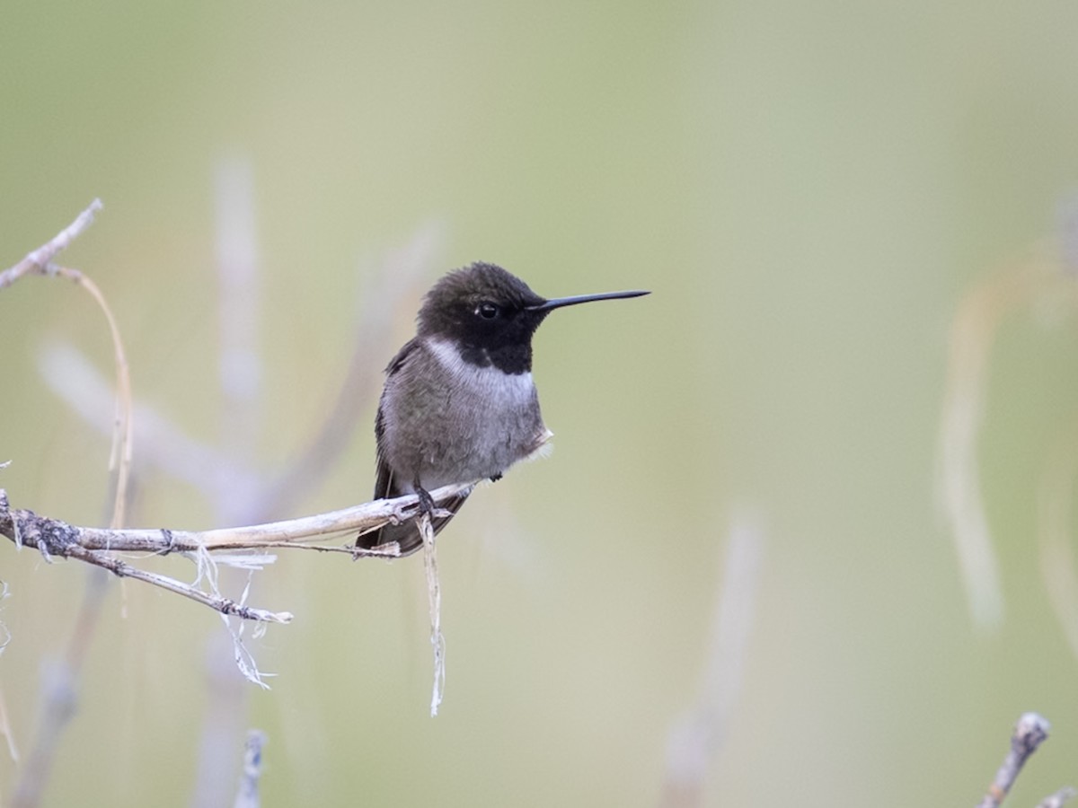 Black-chinned Hummingbird - ML640636925