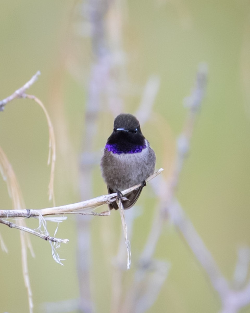 Black-chinned Hummingbird - ML640636926