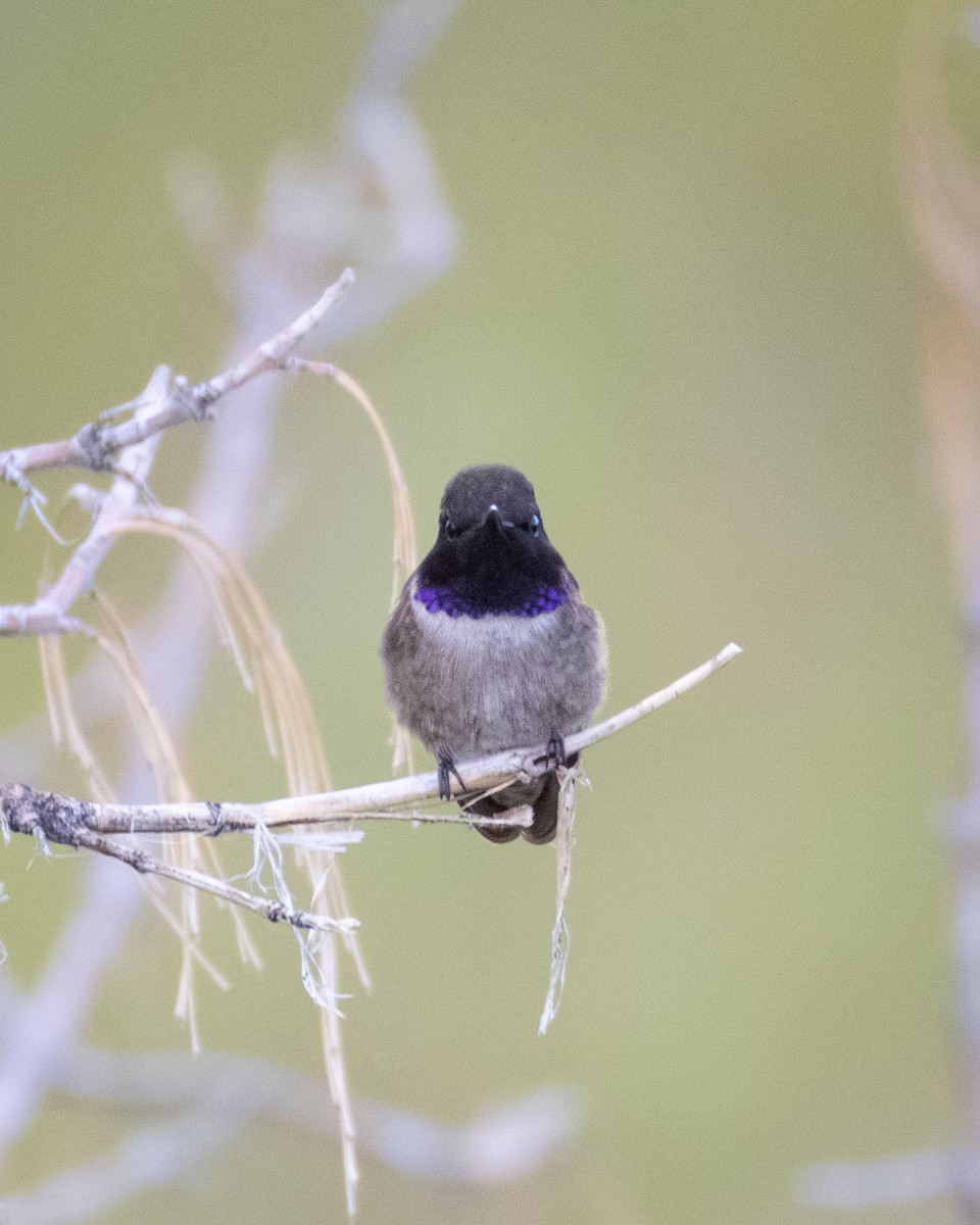 Black-chinned Hummingbird - ML640636928