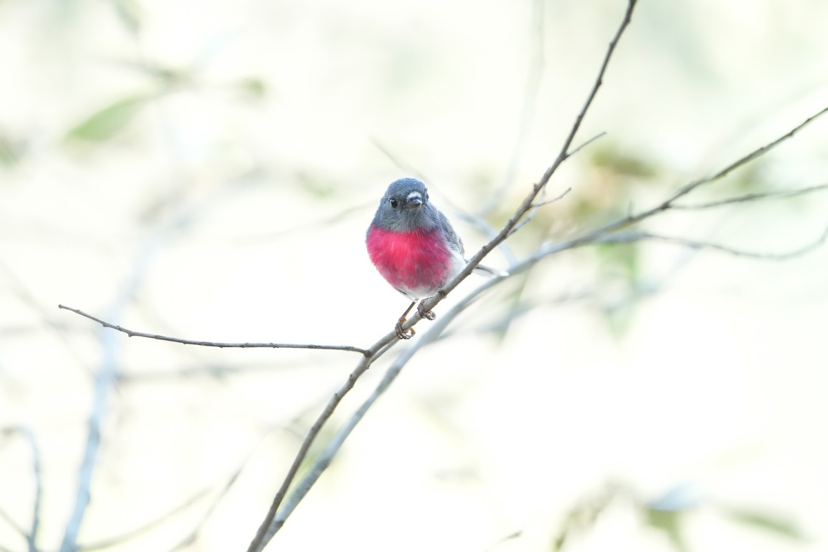 Rose Robin - ML640636943