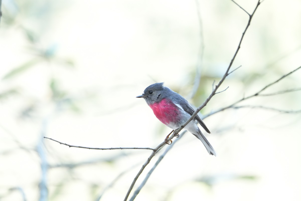 Rose Robin - ML640636946
