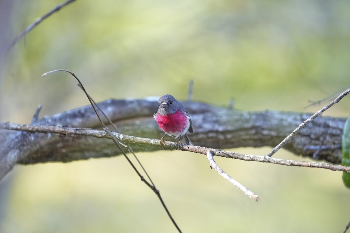Rose Robin - ML640636952