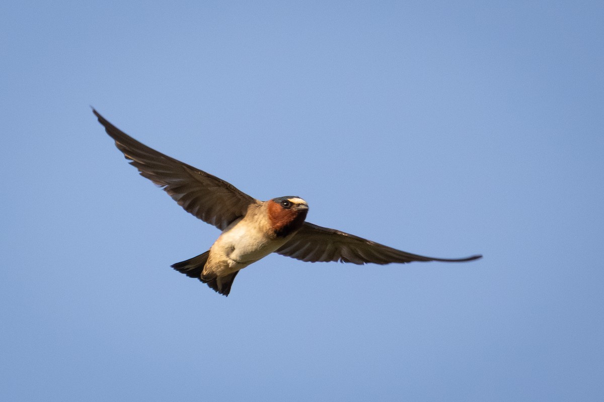 Cliff Swallow - ML640637077