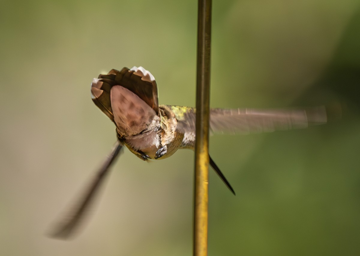 Black-chinned Hummingbird - ML640637089