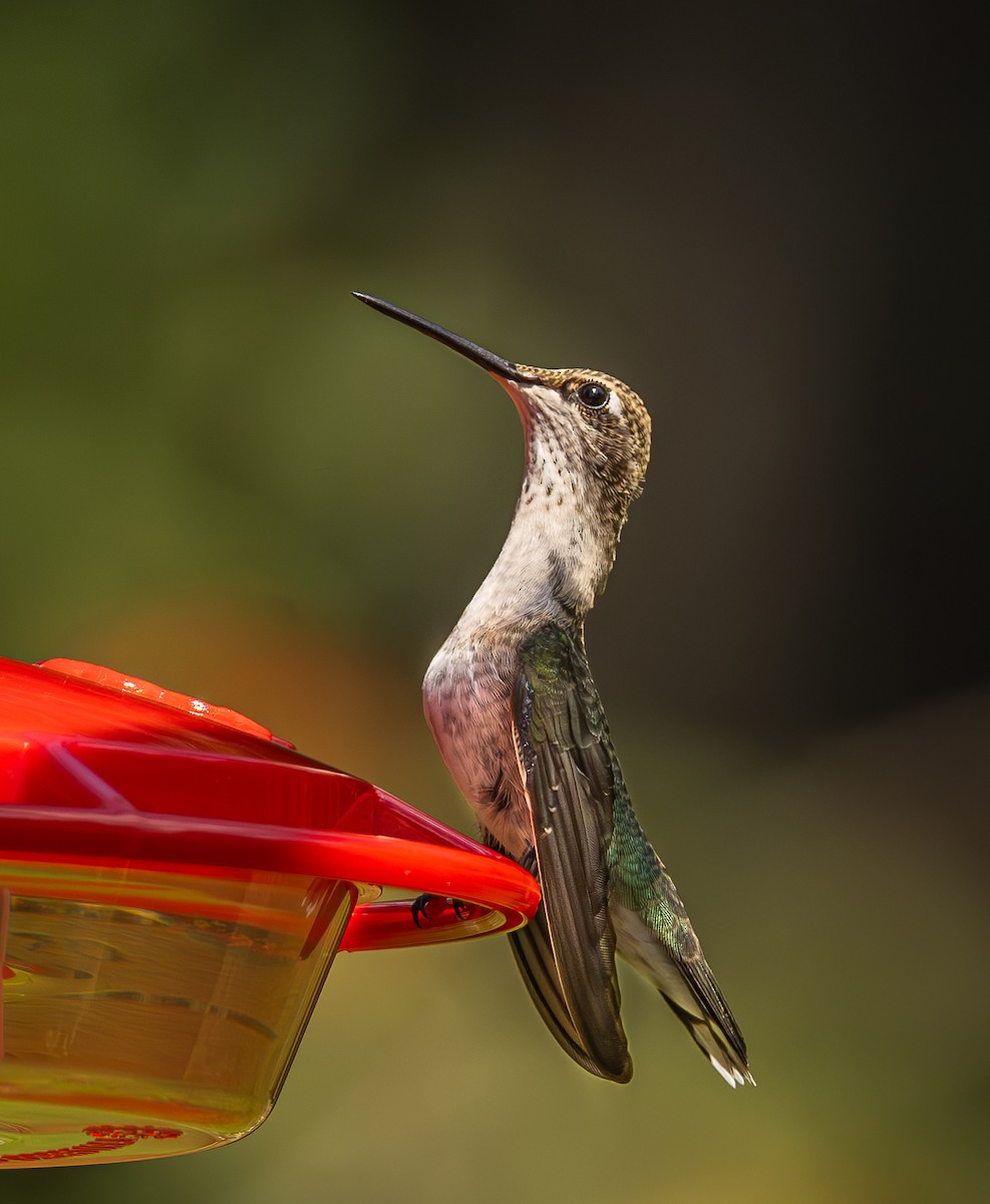 Black-chinned Hummingbird - ML640637090