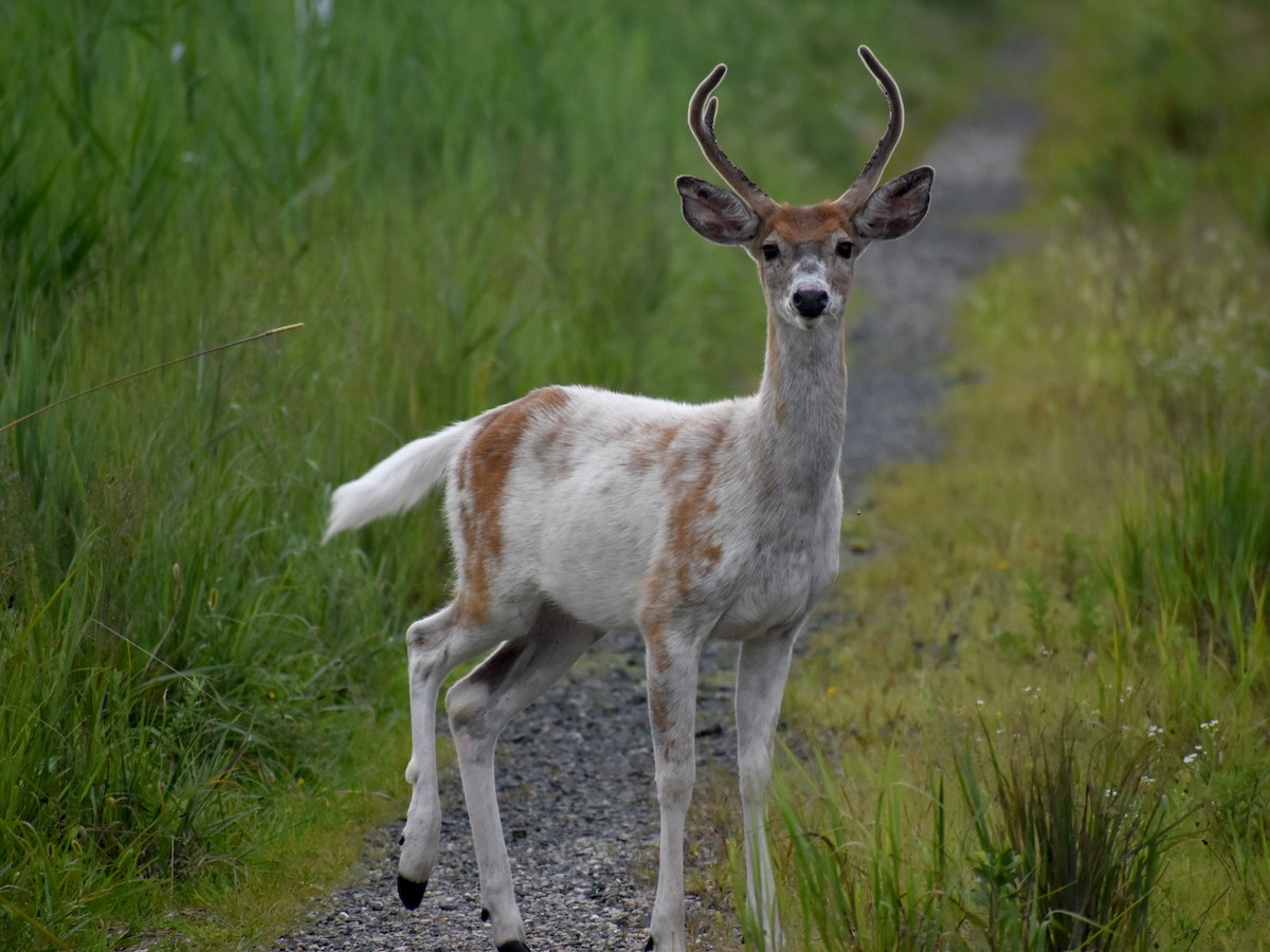 White-tailed Deer - ML640637145